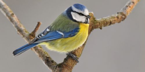 Blåmeis som sitter på en gren i hagen